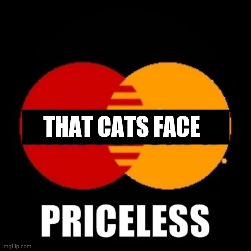 priceless | THAT CATS FACE | image tagged in priceless | made w/ Imgflip meme maker