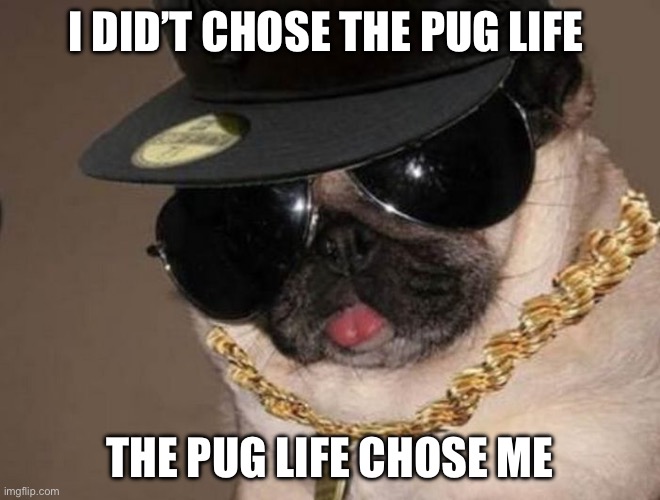 Gangster Pug | I DID’T CHOSE THE PUG LIFE; THE PUG LIFE CHOSE ME | image tagged in gangster pug | made w/ Imgflip meme maker