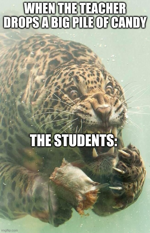 oh the humanity | WHEN THE TEACHER DROPS A BIG PILE OF CANDY; THE STUDENTS: | image tagged in underwater jaguar | made w/ Imgflip meme maker
