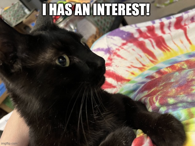 Connor Cat | I HAS AN INTEREST! | image tagged in connor cat | made w/ Imgflip meme maker
