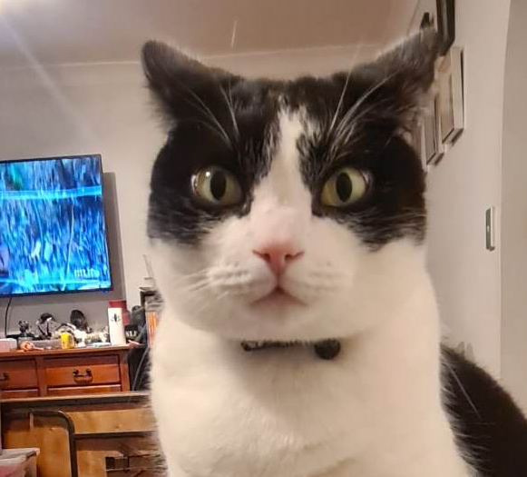 High Quality Tuxedo Cat FOV Zoom Blank Meme Template