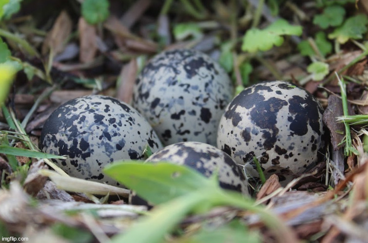 Found some killdeer eggs yesterday The parents were trying to scare me away and distract me by pretending to be injured. | made w/ Imgflip meme maker