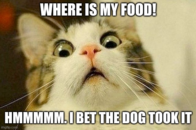 Cat | WHERE IS MY FOOD! HMMMMM. I BET THE DOG TOOK IT | image tagged in cats,animal | made w/ Imgflip meme maker