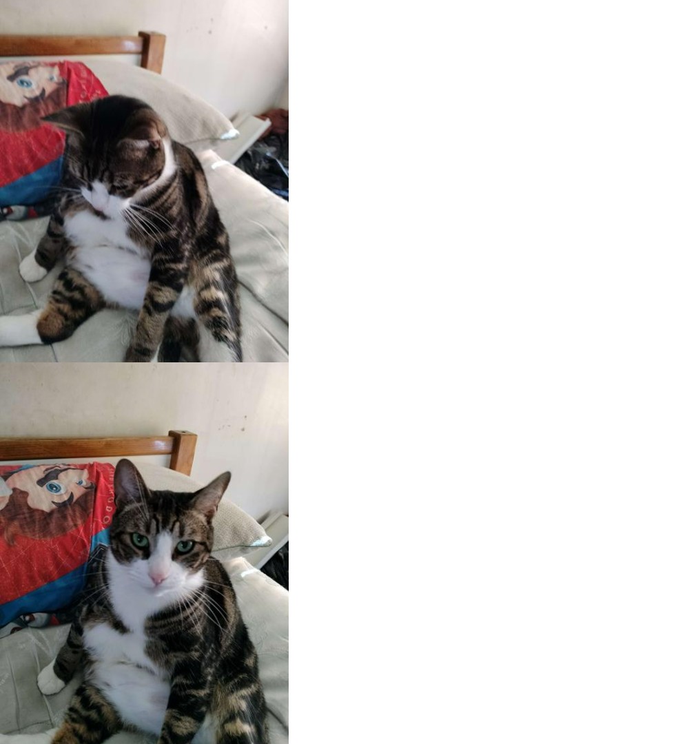 High Quality Sad and happy cat Blank Meme Template