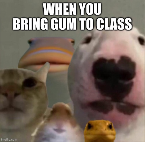 Gum( My 200th meme) | WHEN YOU BRING GUM TO CLASS | image tagged in the council | made w/ Imgflip meme maker