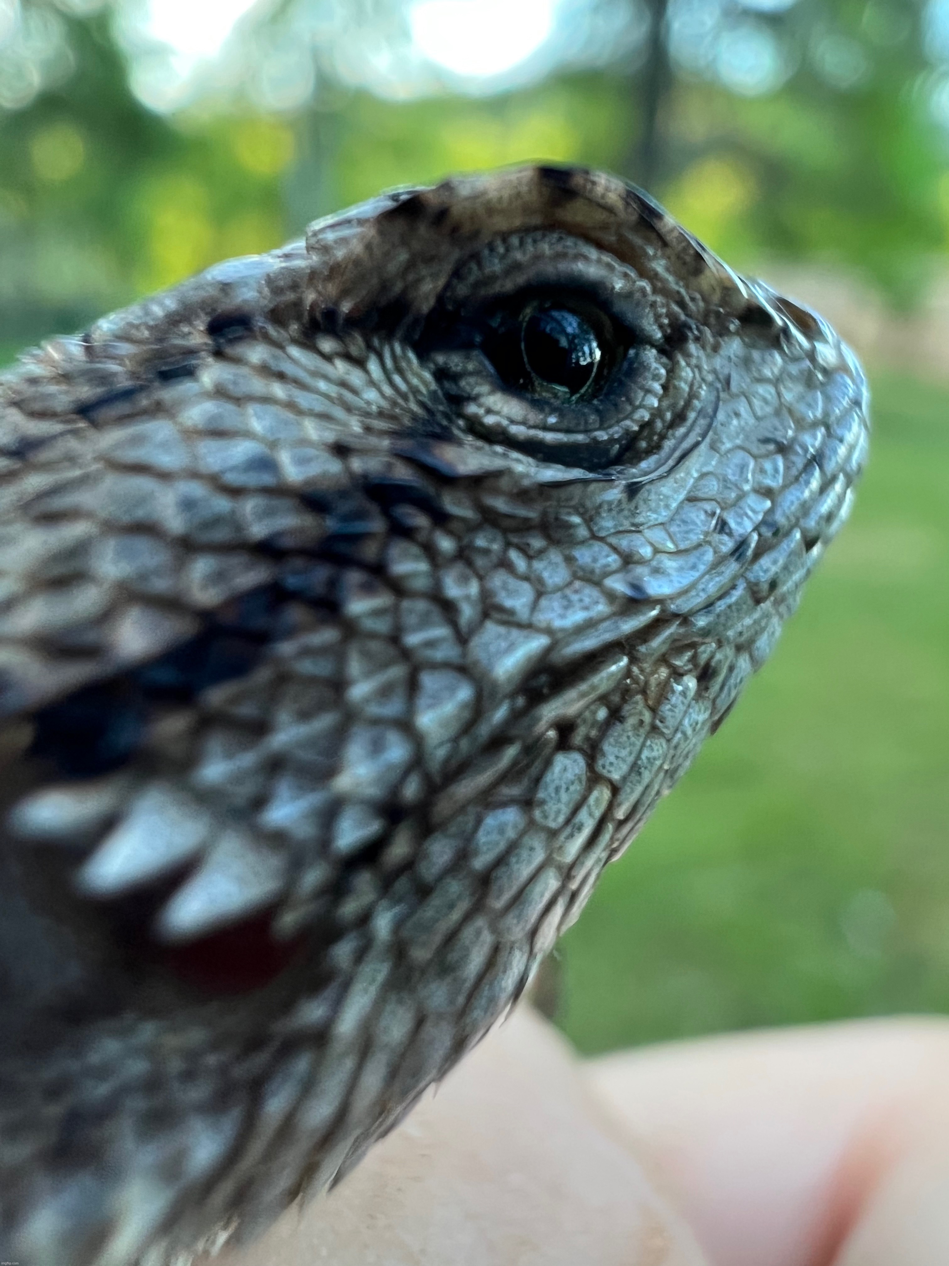 Western fence lizard | made w/ Imgflip meme maker