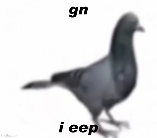 pigon | gn; i eep | image tagged in pig | made w/ Imgflip meme maker