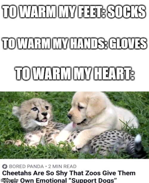 Been a while since I submitted to the Aww Stream, so here's something cute! | TO WARM MY FEET: SOCKS; TO WARM MY HANDS: GLOVES; TO WARM MY HEART: | image tagged in cheetah,dogs,support,aww | made w/ Imgflip meme maker