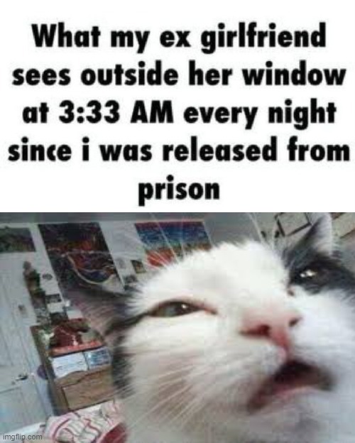 reao | image tagged in cats,prison,3 am,oh boy 3 am | made w/ Imgflip meme maker