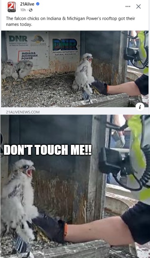 if falcons could talk | DON'T TOUCH ME!! | image tagged in falcon,can't touch this | made w/ Imgflip meme maker