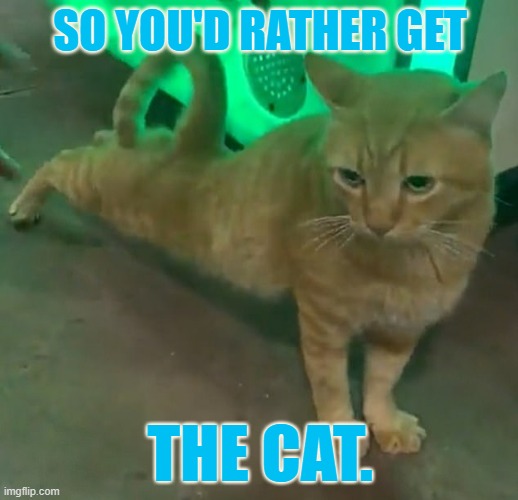 SO YOU'D RATHER GET THE CAT. | made w/ Imgflip meme maker