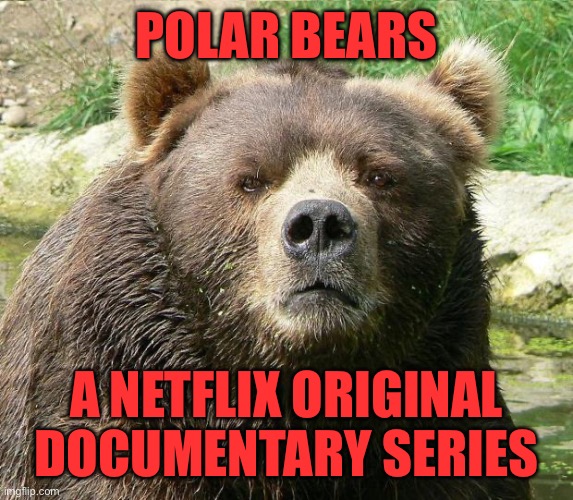 guys I think he woke up in the Harvard G.S branch campus, in a new bogati | POLAR BEARS; A NETFLIX ORIGINAL DOCUMENTARY SERIES | image tagged in brown bear sass | made w/ Imgflip meme maker