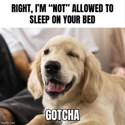 image tagged in dogs | made w/ Imgflip meme maker