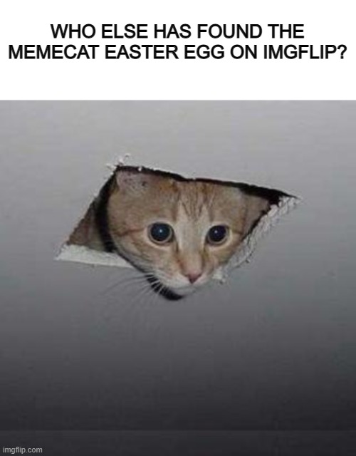Memecat XD | WHO ELSE HAS FOUND THE MEMECAT EASTER EGG ON IMGFLIP? | image tagged in blank white template,memes,ceiling cat | made w/ Imgflip meme maker