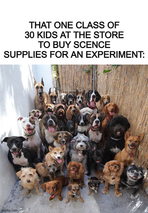 Feels awkward shopping when they're around :1 | THAT ONE CLASS OF 30 KIDS AT THE STORE TO BUY SCENCE SUPPLIES FOR AN EXPERIMENT: | image tagged in blank white template,puppies | made w/ Imgflip meme maker