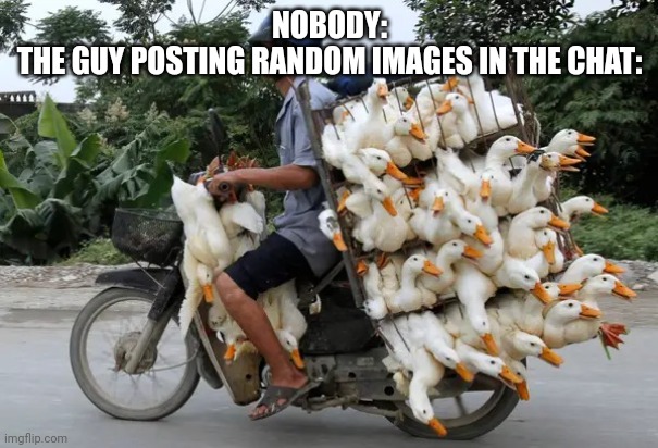 Duck Cage | NOBODY:
THE GUY POSTING RANDOM IMAGES IN THE CHAT: | image tagged in duck cage | made w/ Imgflip meme maker