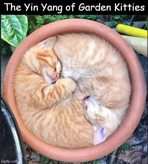 Garden Kittiers | The Yin Yang of Garden Kitties | image tagged in cats,fun,sweet,adorable | made w/ Imgflip meme maker