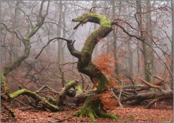Dragon Tree ! | image tagged in dragon,tree | made w/ Imgflip meme maker
