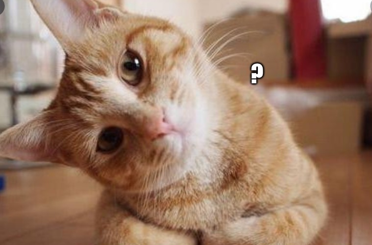 Please explain cat | ? | image tagged in please explain cat | made w/ Imgflip meme maker