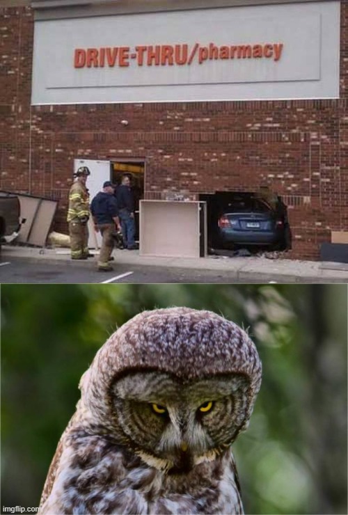 Not that kind of drive through | image tagged in seriously owl | made w/ Imgflip meme maker