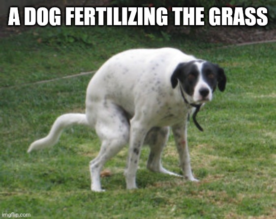 dog pooping intensely | A DOG FERTILIZING THE GRASS | image tagged in dog pooping intensely | made w/ Imgflip meme maker