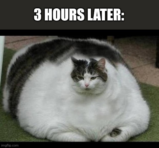 fat cat 2 | 3 HOURS LATER: | image tagged in fat cat 2 | made w/ Imgflip meme maker