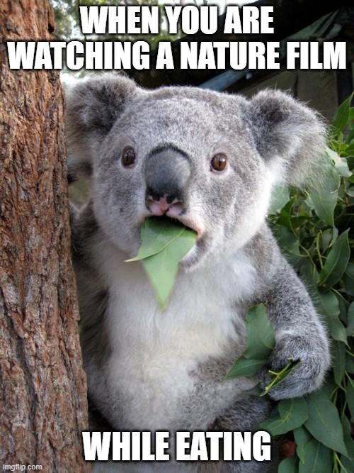 SO TRUE(DO NO UPVOTE!) | WHEN YOU ARE WATCHING A NATURE FILM; WHILE EATING | image tagged in memes,surprised koala | made w/ Imgflip meme maker