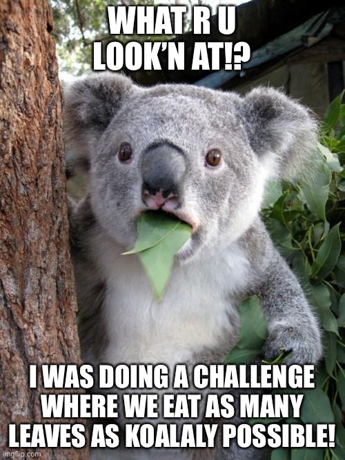 Surprised Koala Meme | WHAT R U LOOK’N AT!? I WAS DOING A CHALLENGE WHERE WE EAT AS MANY LEAVES AS KOALALY POSSIBLE! | image tagged in memes,surprised koala | made w/ Imgflip meme maker