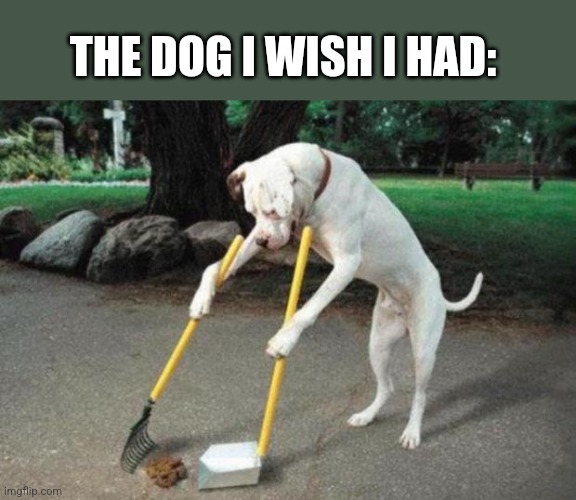 Dog poop | THE DOG I WISH I HAD: | image tagged in dog poop | made w/ Imgflip meme maker