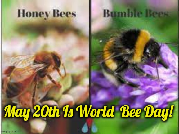 May 20th Is World  Bee Day! | made w/ Imgflip meme maker
