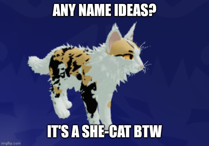 Ideas? | ANY NAME IDEAS? IT'S A SHE-CAT BTW | made w/ Imgflip meme maker