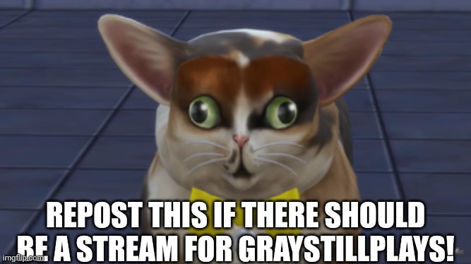 Repost this if there should be a stream for GrayStillPlays! | REPOST THIS IF THERE SHOULD BE A STREAM FOR GRAYSTILLPLAYS! | image tagged in spleens the cat | made w/ Imgflip meme maker