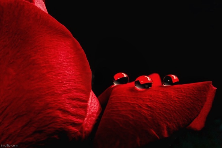 Rose | image tagged in still life,rose,water droplets,red on black | made w/ Imgflip meme maker