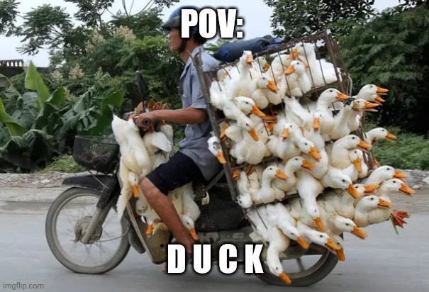 Ducky | POV:; D U C K | image tagged in duck cage | made w/ Imgflip meme maker