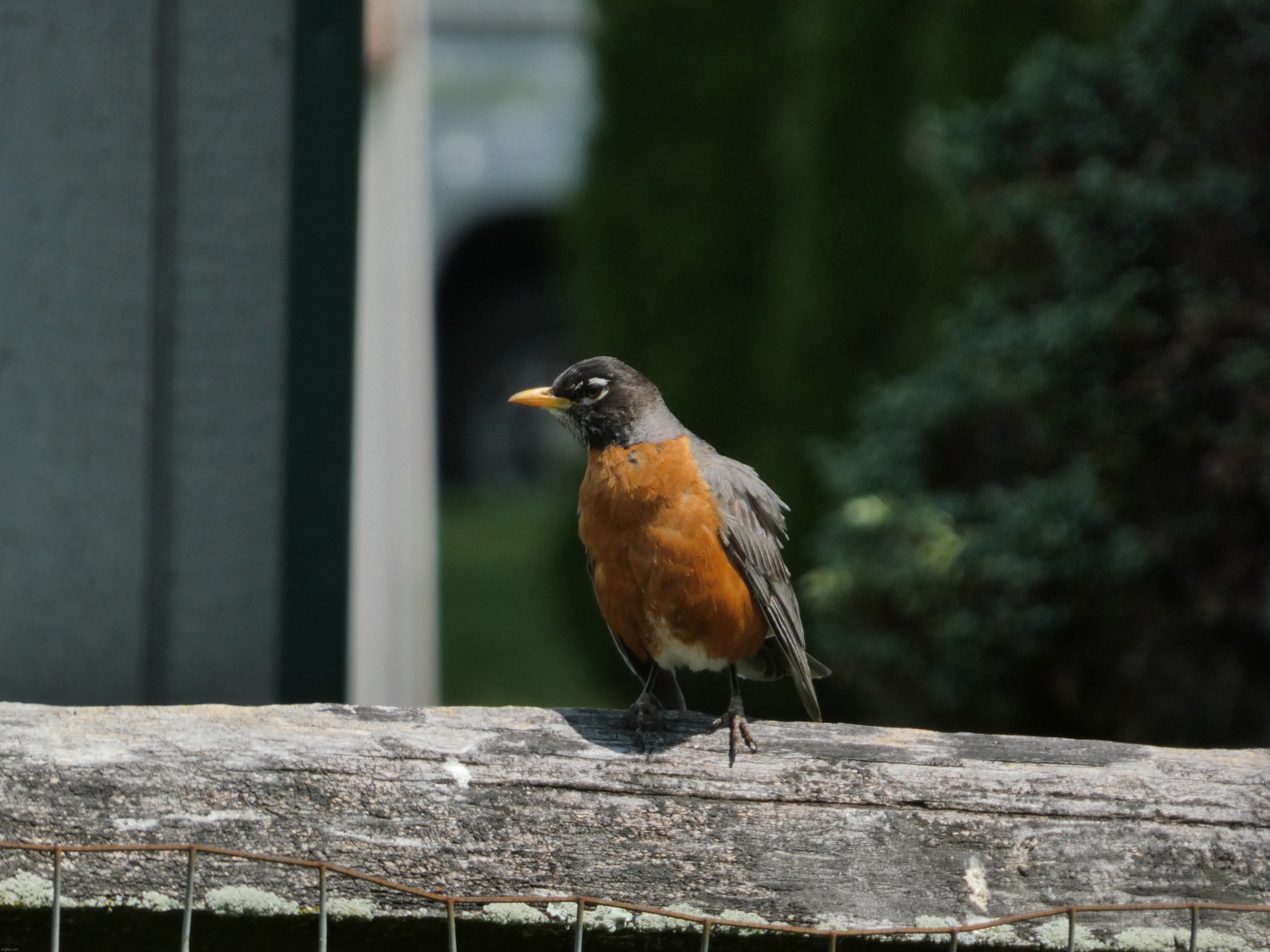 A robin perched on a fence in the sun | image tagged in share your own photos | made w/ Imgflip meme maker