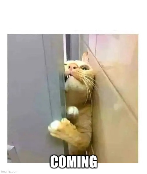 Cat squeezing | COMING | image tagged in cat squeezing | made w/ Imgflip meme maker
