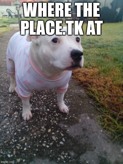 lvb | WHERE THE PLACE.TK AT | image tagged in high quality huh dog | made w/ Imgflip meme maker
