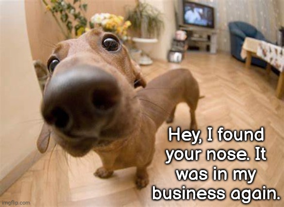 Stay Out of My Business | Hey, I found your nose. It
was in my business again. | image tagged in judgemental,mind your own business,dogs | made w/ Imgflip meme maker