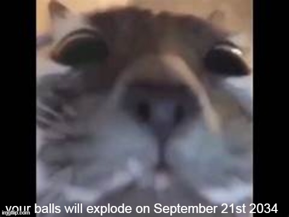 your balls will explode on September 21st 2034 | image tagged in cat,oh no bro,balls exploding | made w/ Imgflip meme maker