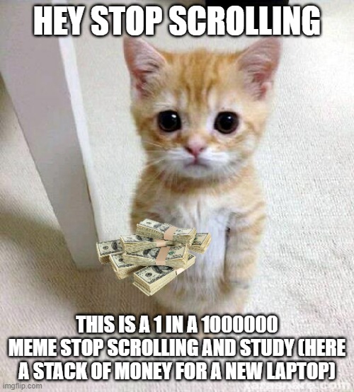 Cute Cat | HEY STOP SCROLLING; THIS IS A 1 IN A 1000000 MEME STOP SCROLLING AND STUDY (HERE A STACK OF MONEY FOR A NEW LAPTOP) | image tagged in memes,cute cat | made w/ Imgflip meme maker
