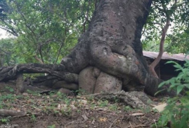 Rooting | image tagged in naughty trees,roots | made w/ Imgflip meme maker