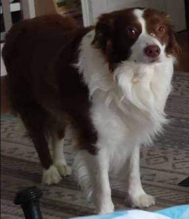 Castle Blank Meme Template