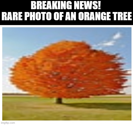 Technically True Memes 2 | BREAKING NEWS! 
RARE PHOTO OF AN ORANGE TREE | image tagged in orange tree,orange,tree,technically true memes | made w/ Imgflip meme maker