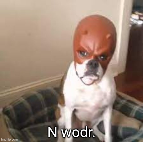 Daredevil dog | N wodr. | image tagged in daredevil dog | made w/ Imgflip meme maker