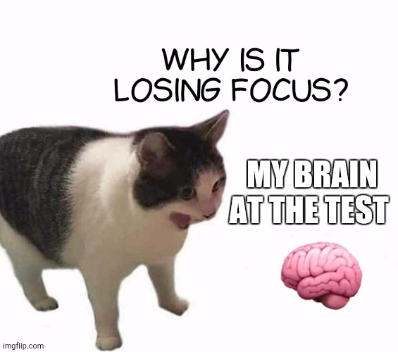 This is mine.  How your brain at test? | MY BRAIN AT THE TEST | image tagged in cat | made w/ Imgflip meme maker