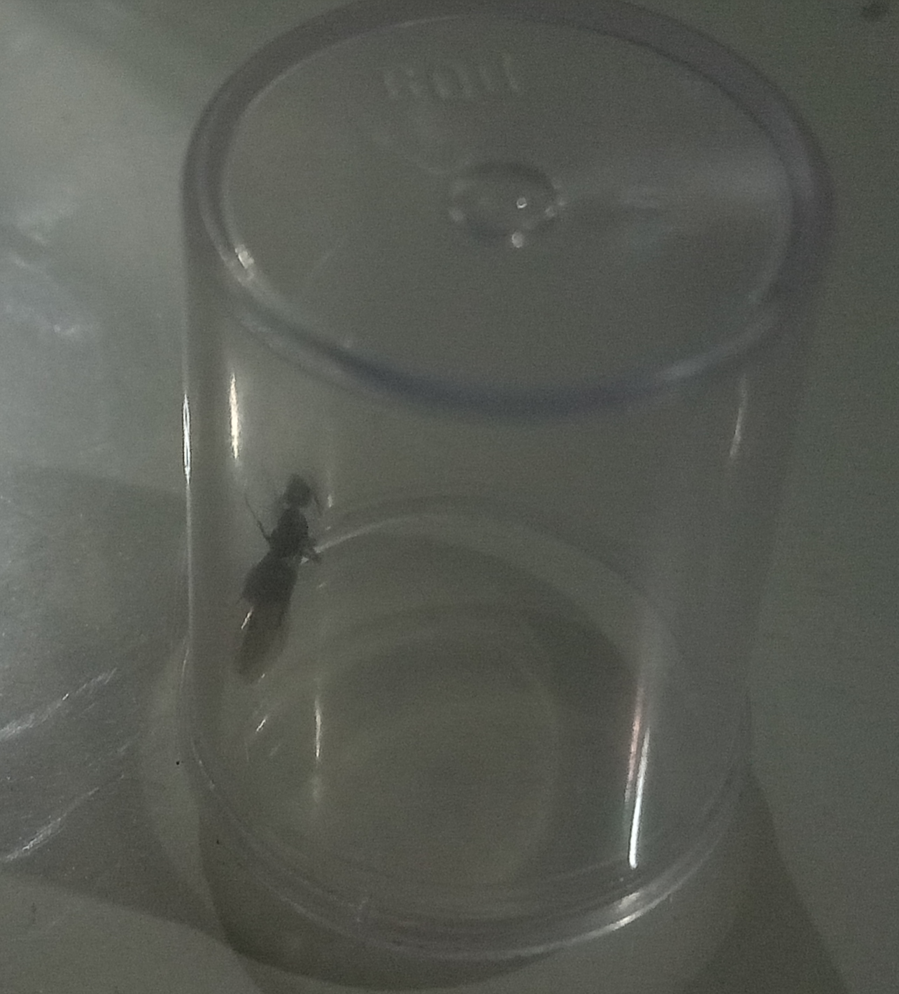 Ant Blank Meme Template