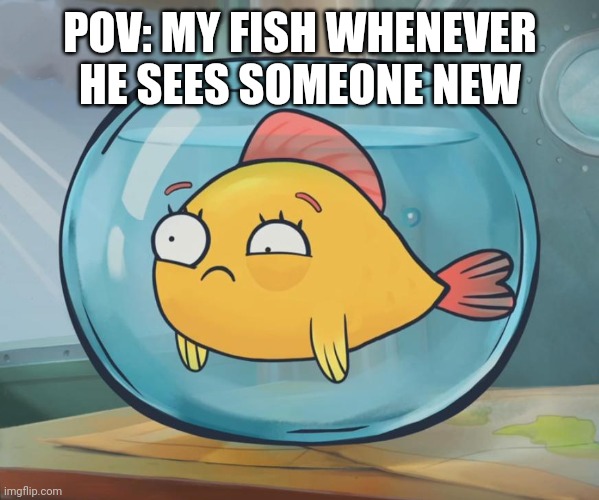 man my tiger oscar fish literally jumps when he sees someone new | POV: MY FISH WHENEVER HE SEES SOMEONE NEW | image tagged in goldfish | made w/ Imgflip meme maker