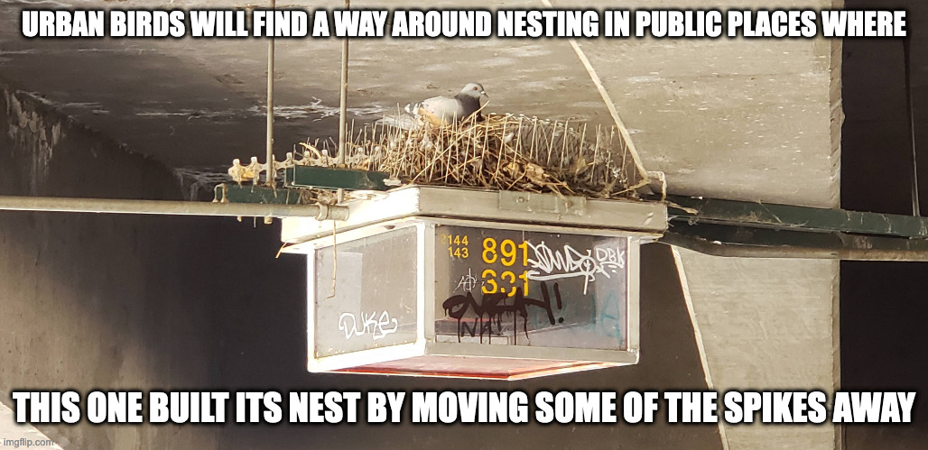 Pigeon Nest in Lamp | URBAN BIRDS WILL FIND A WAY AROUND NESTING IN PUBLIC PLACES WHERE; THIS ONE BUILT ITS NEST BY MOVING SOME OF THE SPIKES AWAY | image tagged in pigeon,memes | made w/ Imgflip meme maker