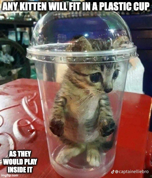 Kitten in Plastic Cup | ANY KITTEN WILL FIT IN A PLASTIC CUP; AS THEY WOULD PLAY INSIDE IT | image tagged in cats,memes | made w/ Imgflip meme maker