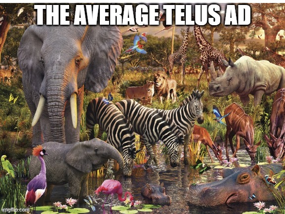 free epic Kesakeitto | THE AVERAGE TELUS AD | image tagged in funny,animals,memes | made w/ Imgflip meme maker